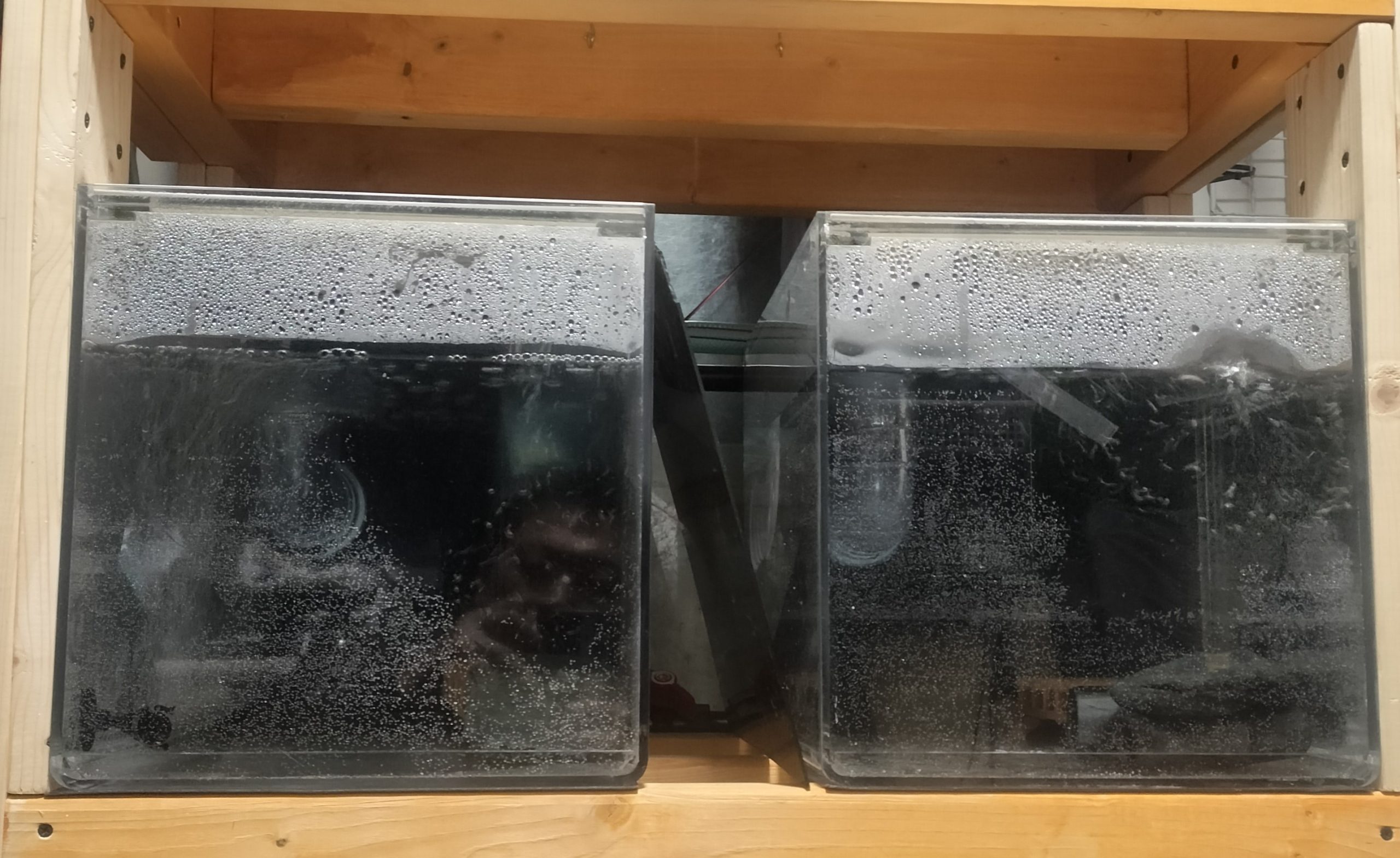 40×30×30の稚魚水槽。什器水槽内に設置しています。