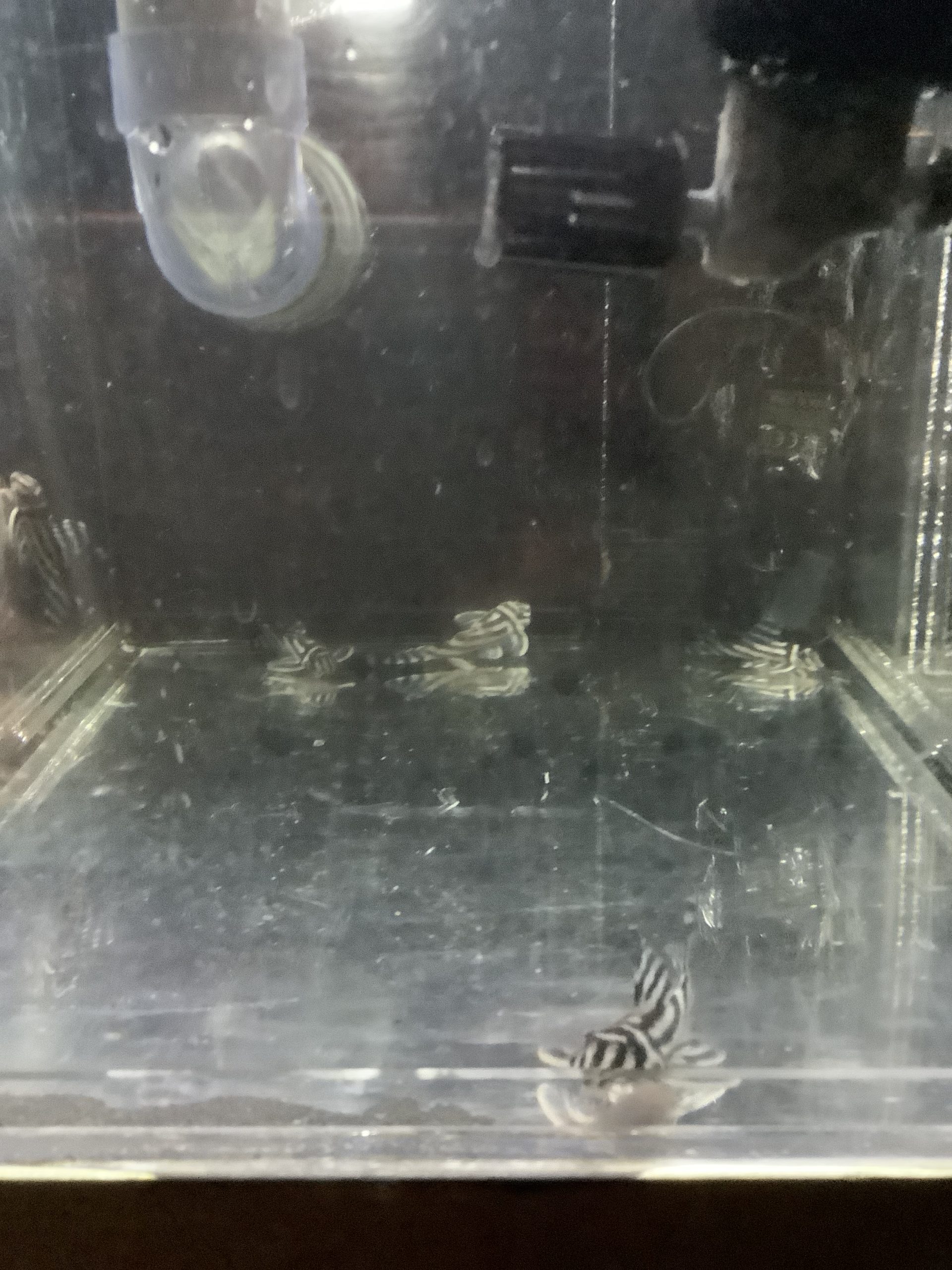 5 Kaiserliche Zebrawelse im Aquarium