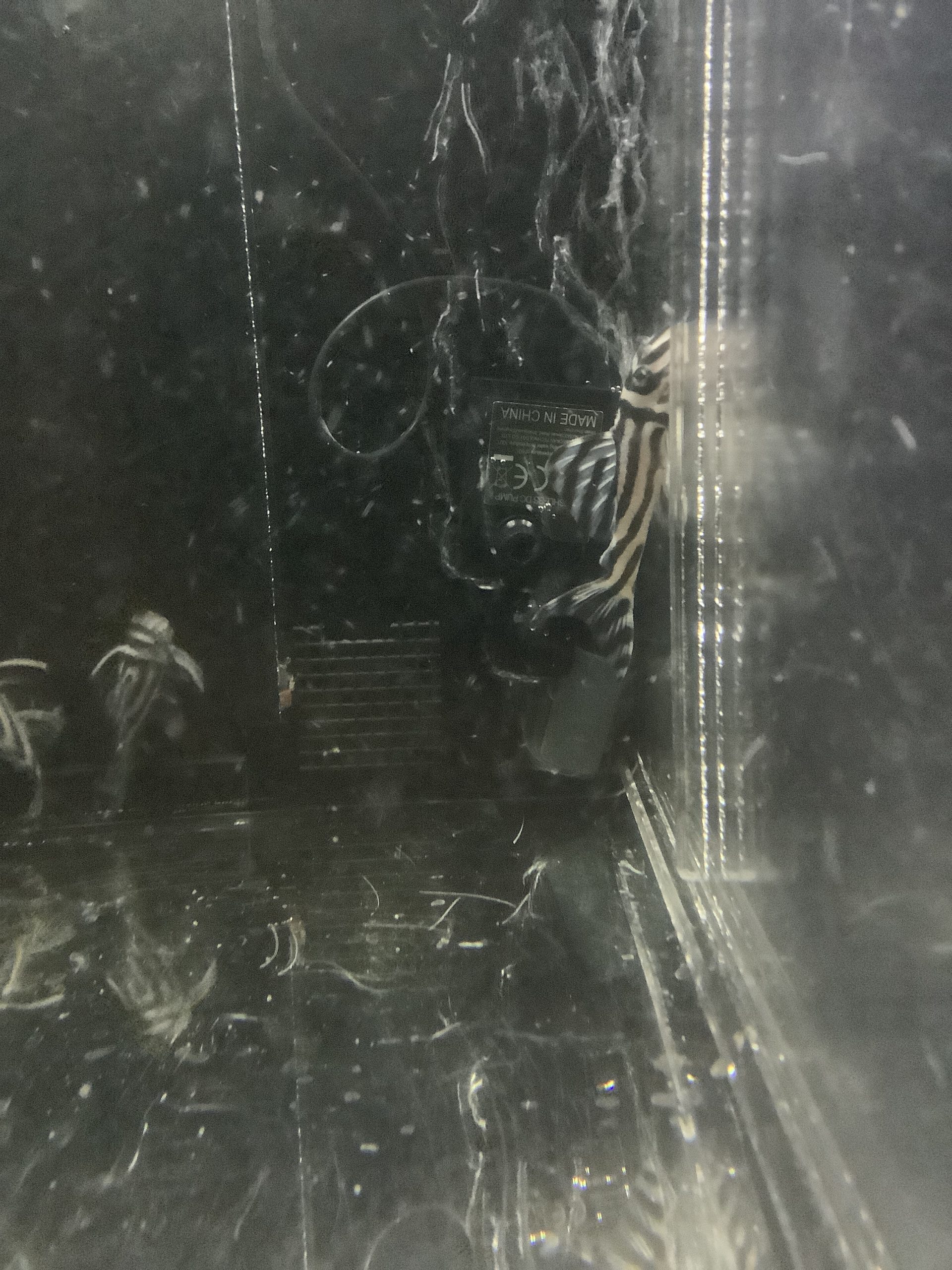 Aquarium vor der Installation der Unterschlüpfe gründlich gereinigt