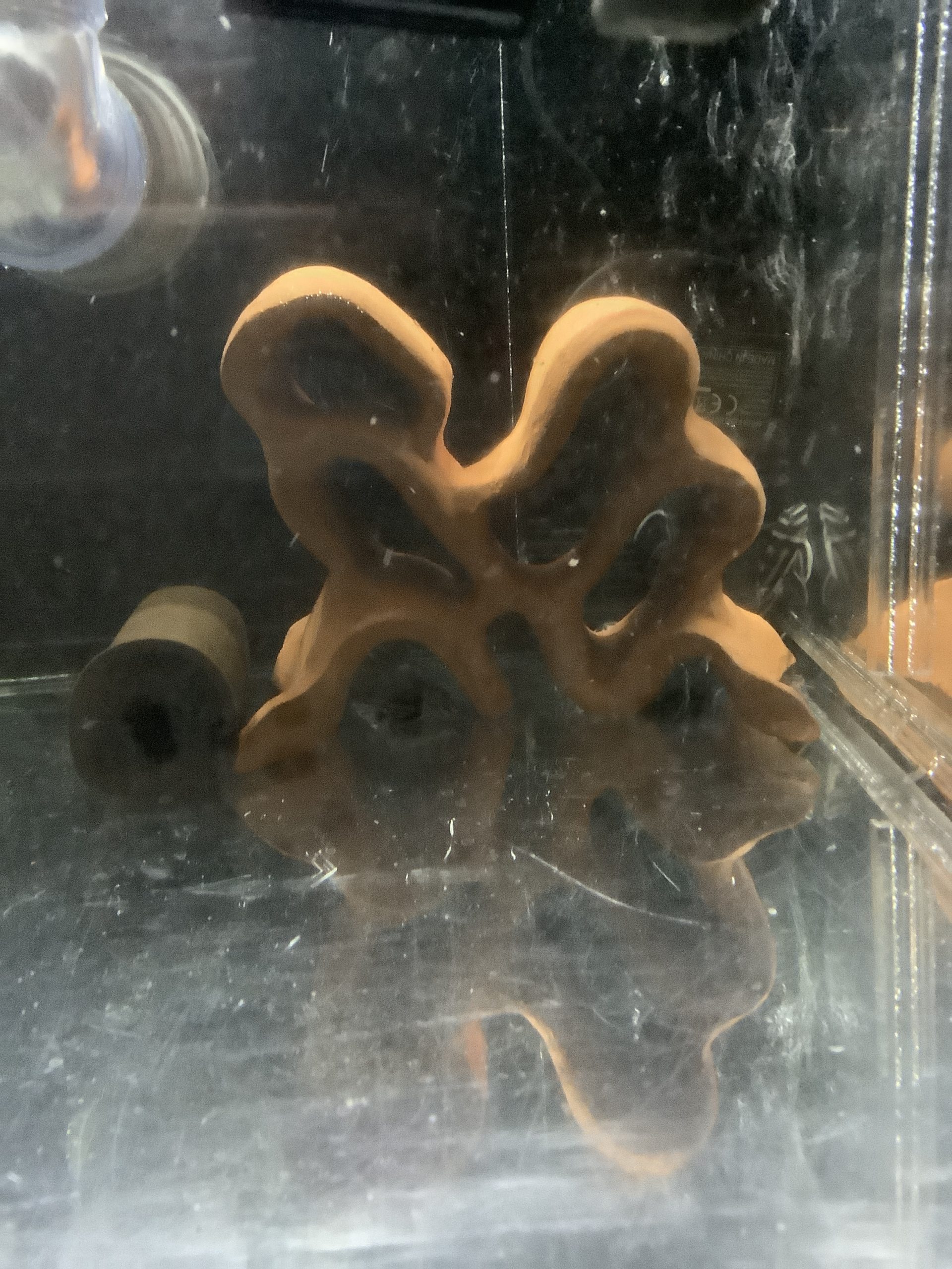 SheltaCrafta Unterschlüpfe im Aquarium installiert