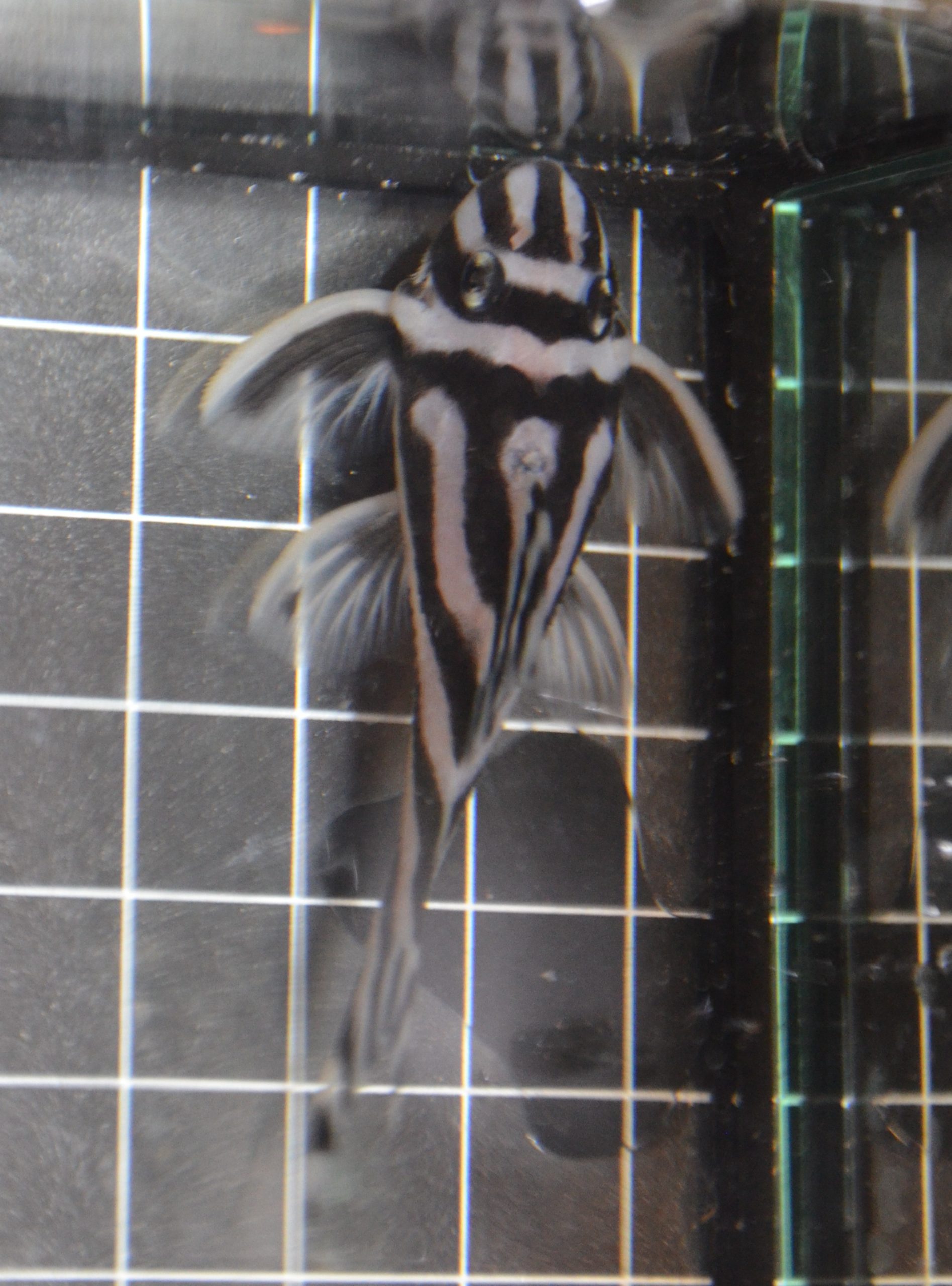 Imperial Zebra Pleco introduced into the new tank