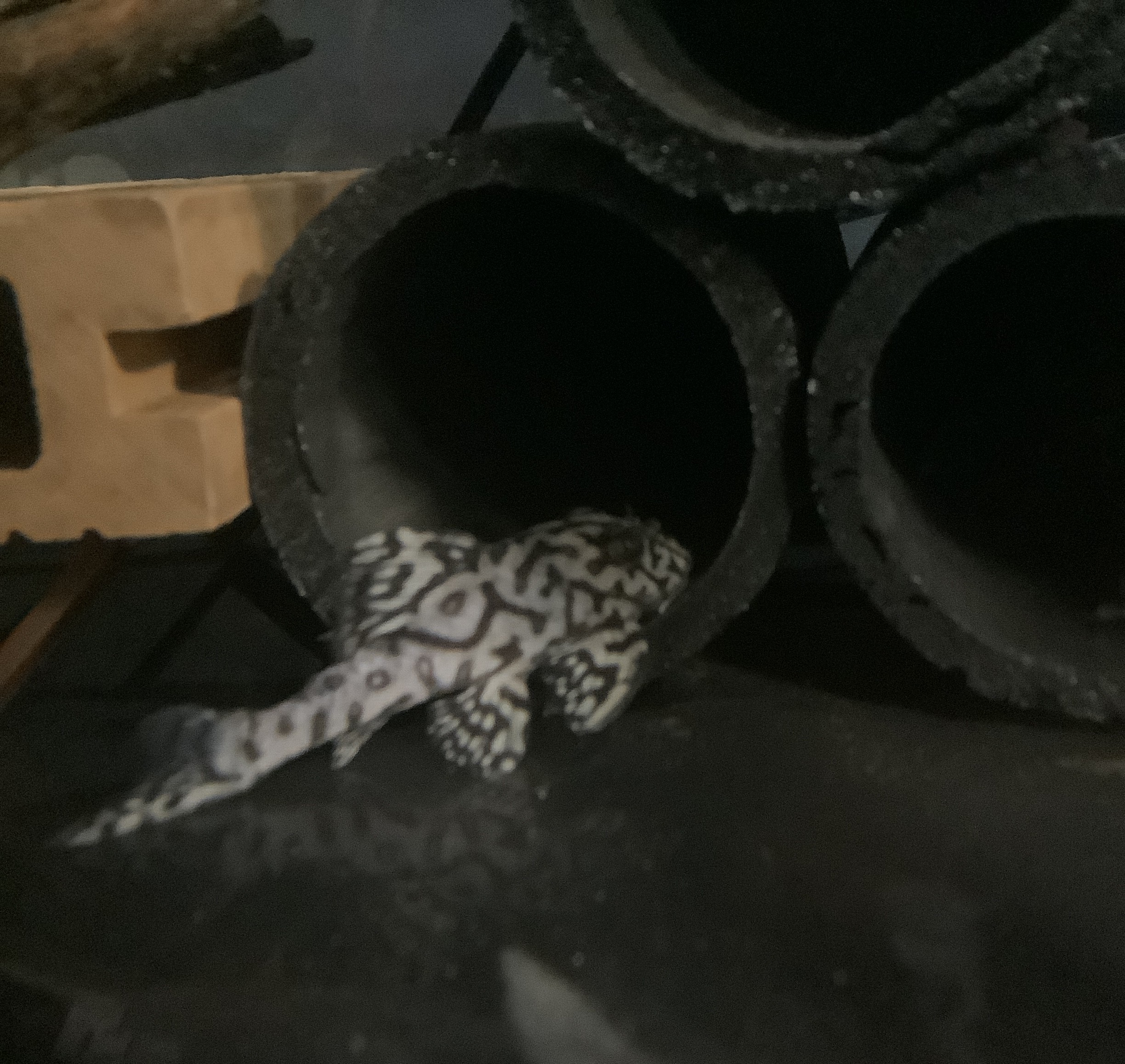 L236 Super White Pleco peeking out from its shelter