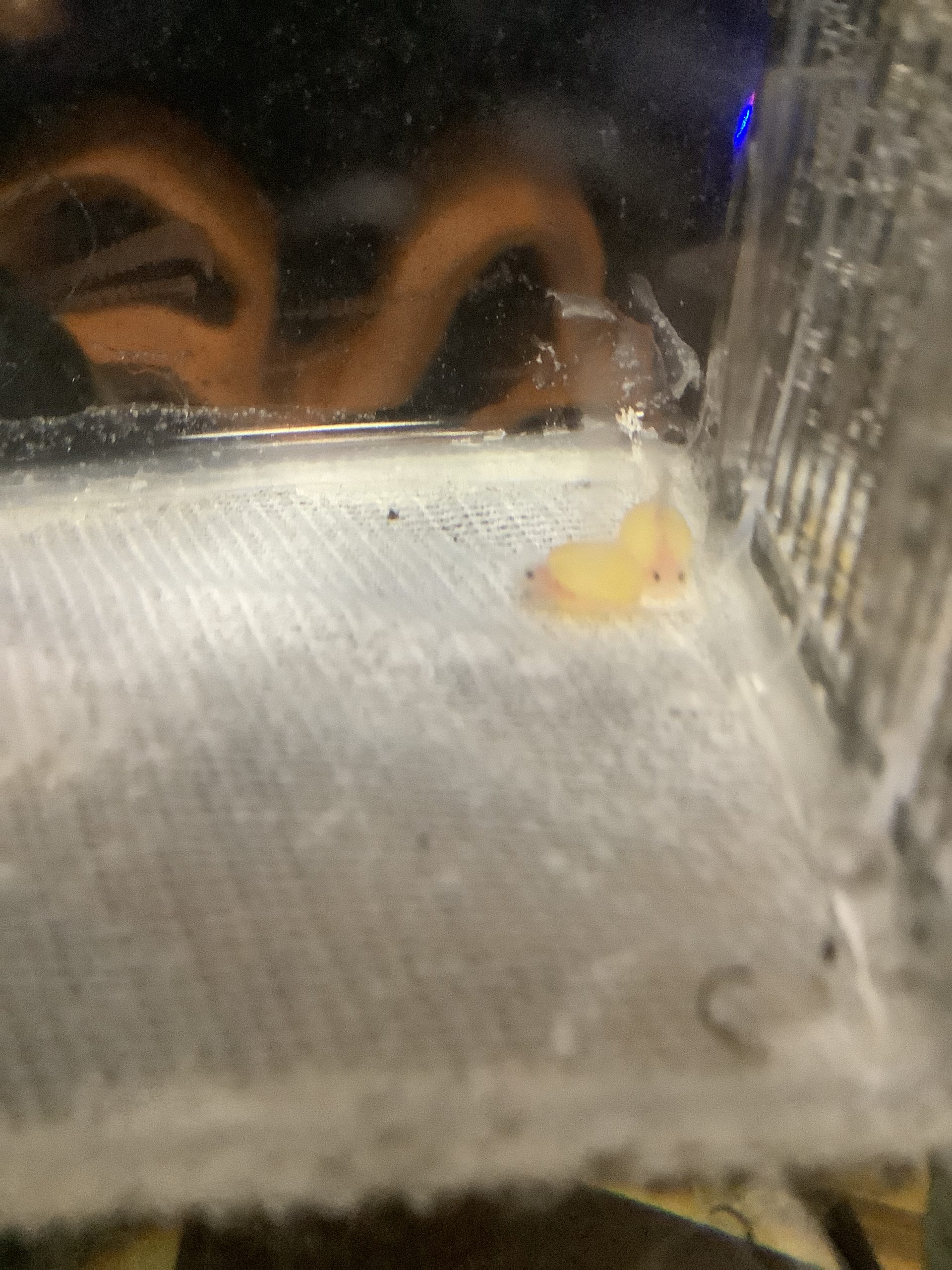 ダイソーの隔離ボックスにキンペコ稚魚を隔離