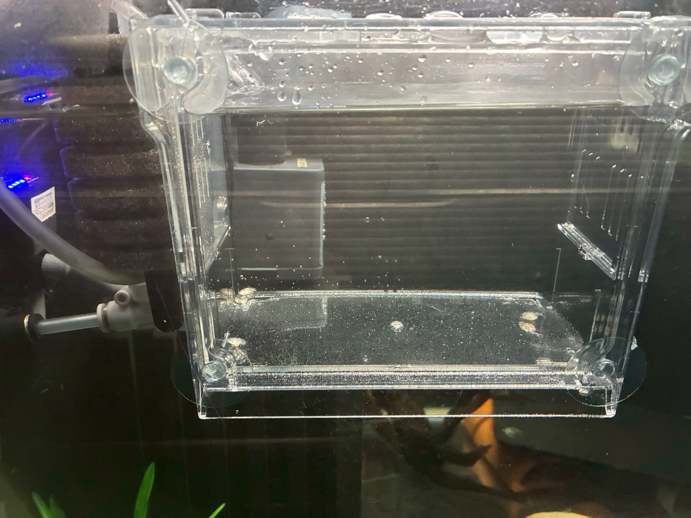 ベビーボックス・プラスに隔離したインペリアルゼブラプレコの稚魚