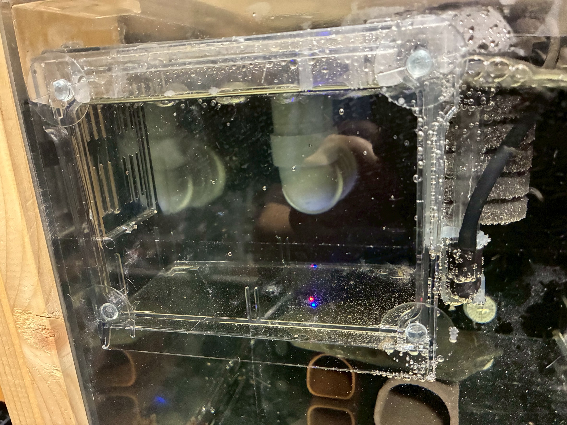 ベビーボックス・プラスに隔離したキンペコの稚魚