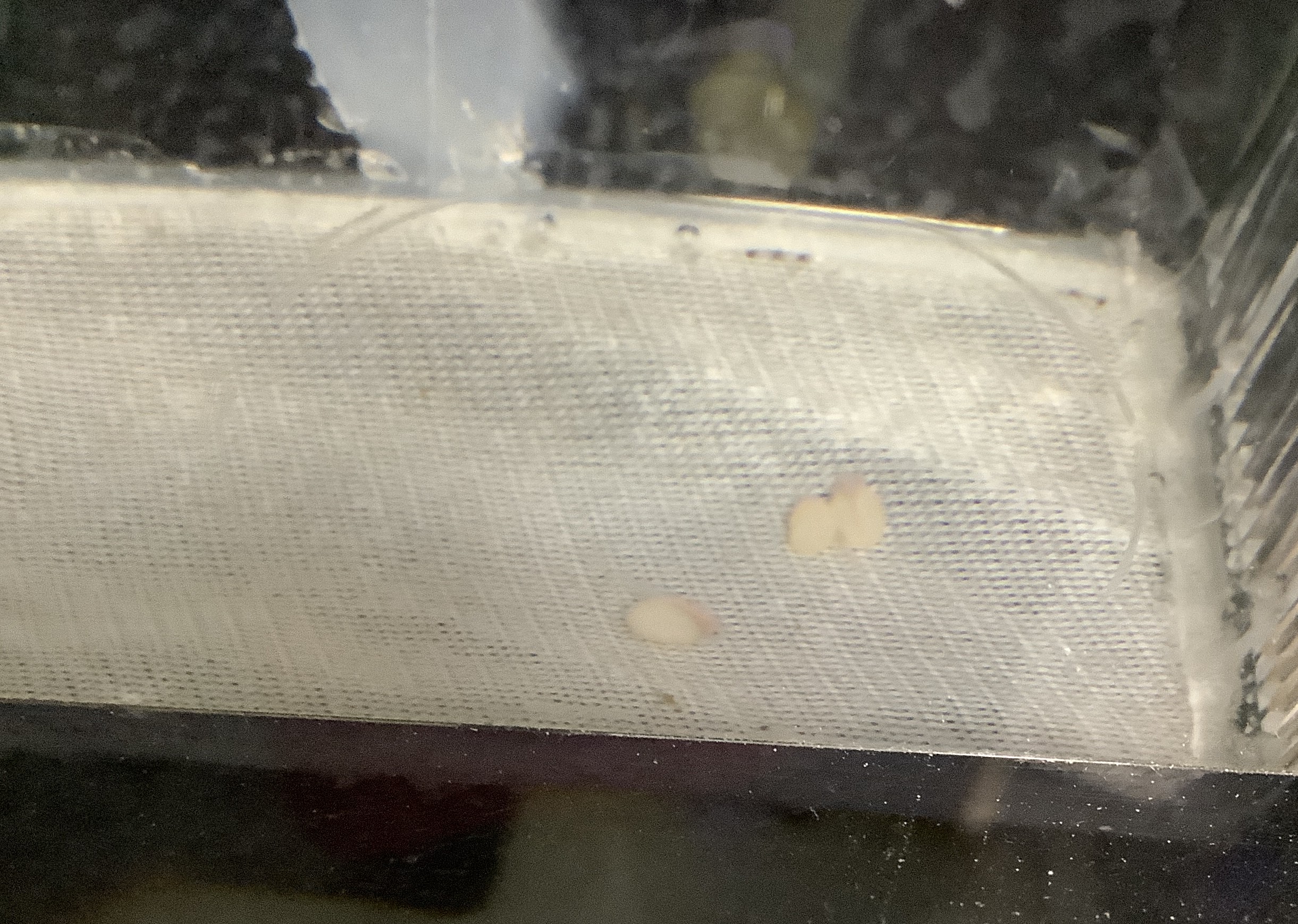 孵化したてのインペリアルゼブラプレコの稚魚